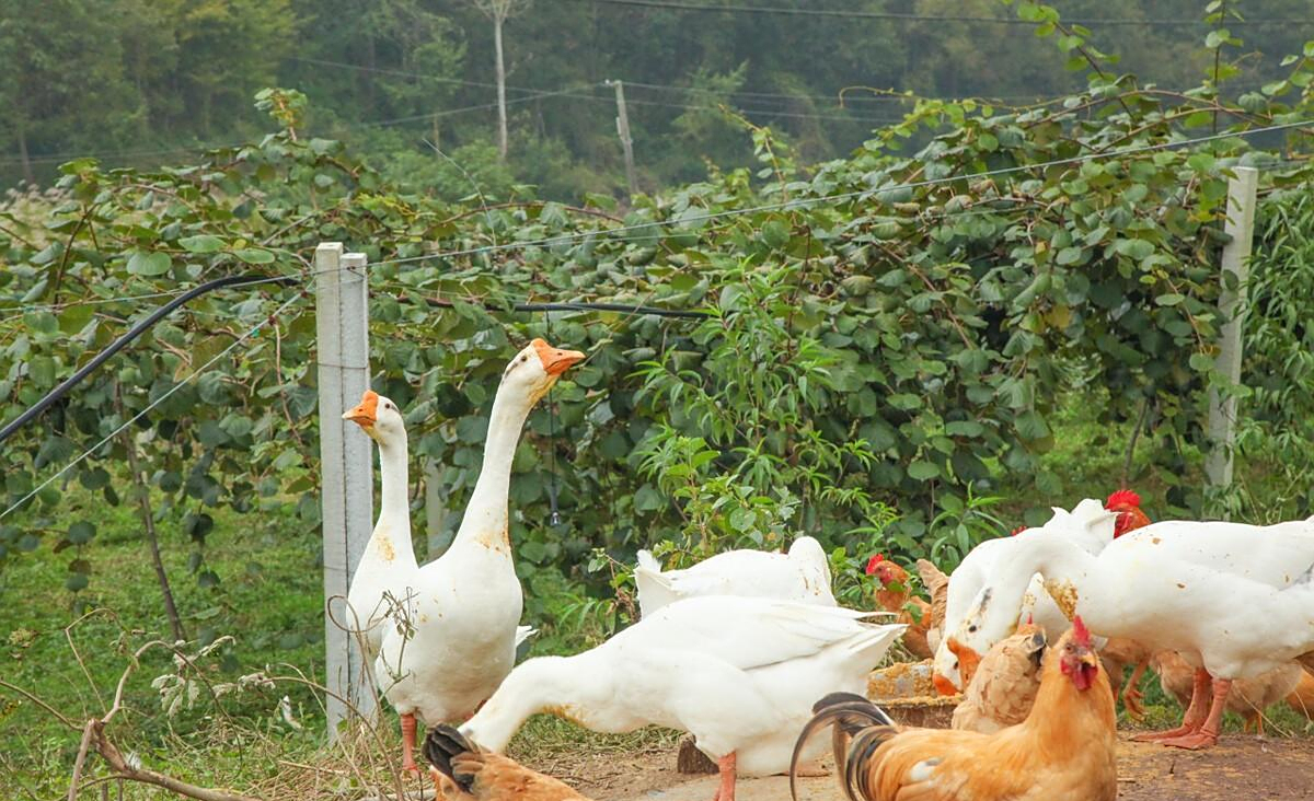 为什么不让散养鸡鸭鹅?