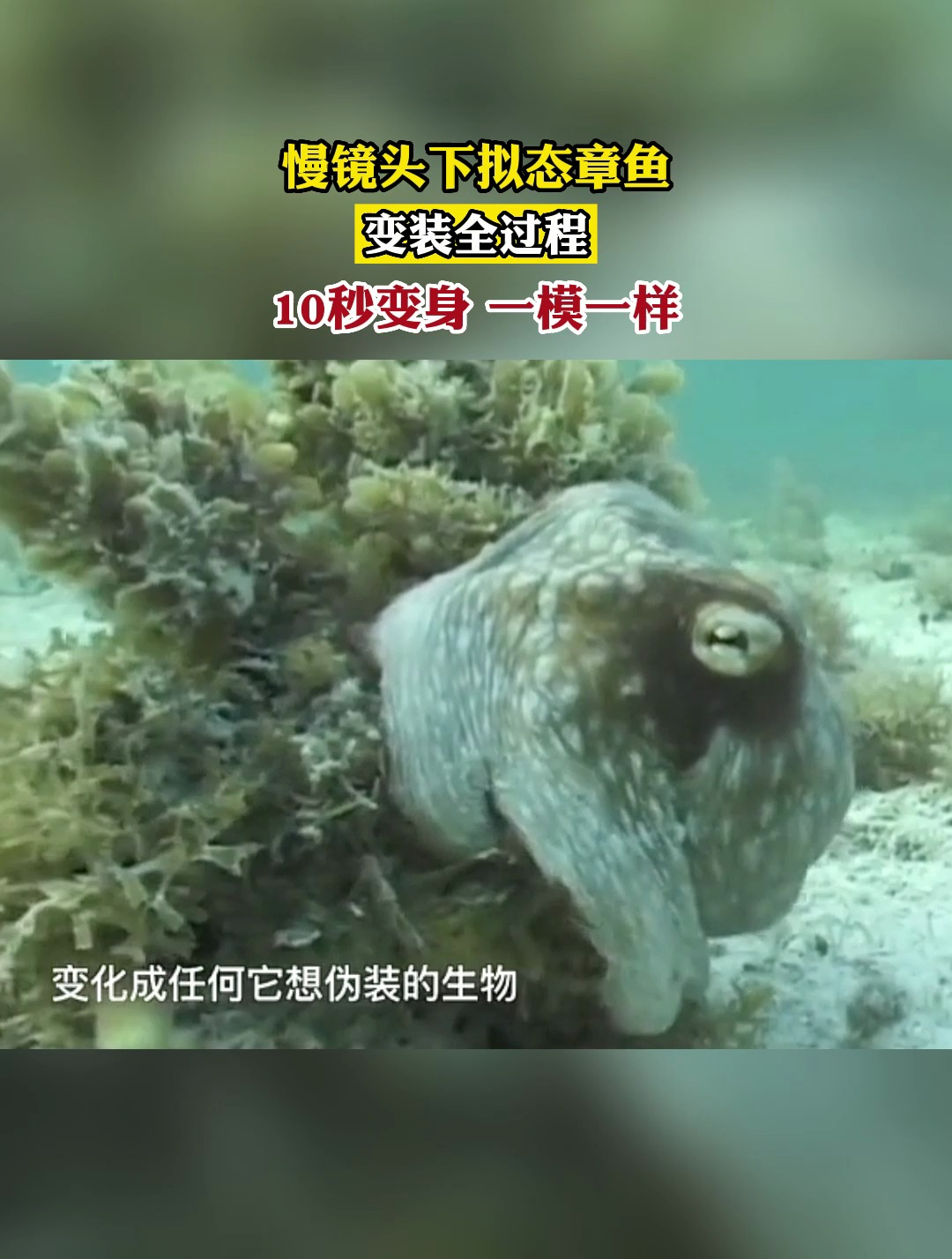 十秒变身!慢镜头下拟态章鱼"变装"全过程!