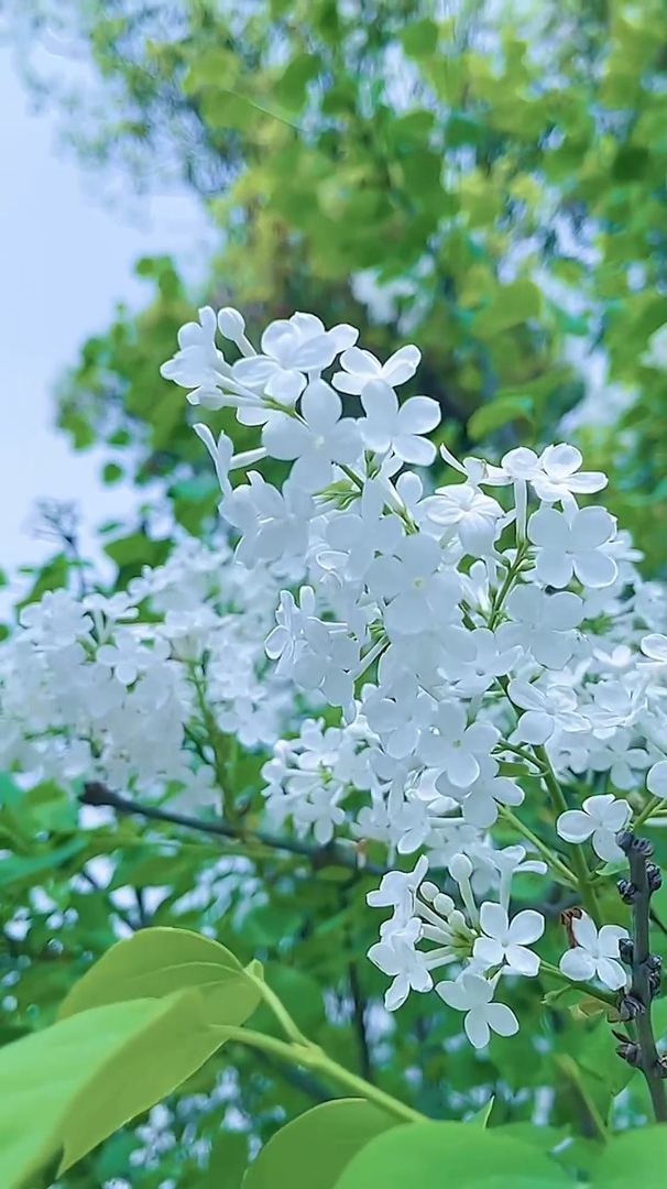 欣赏自然美好:白色丁香花的花语:青春,欢笑,纯洁