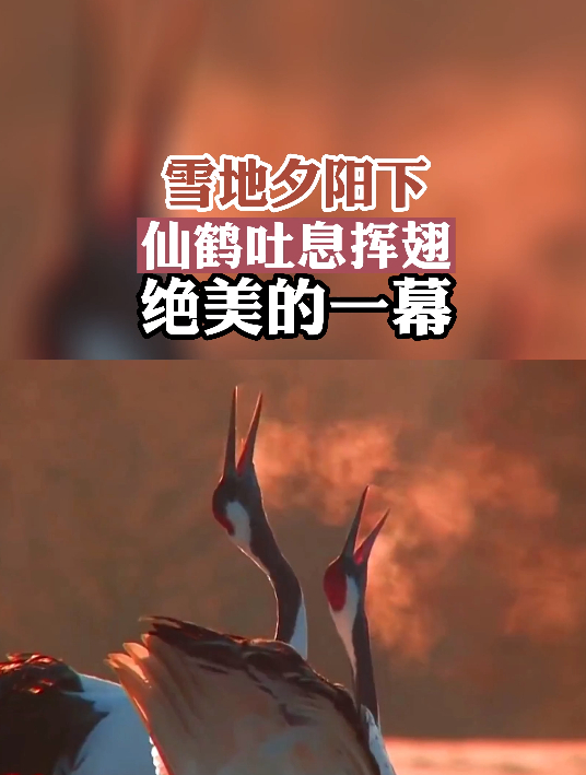 雪地夕阳下,仙鹤吐息挥翅,绝美的一幕-度小视