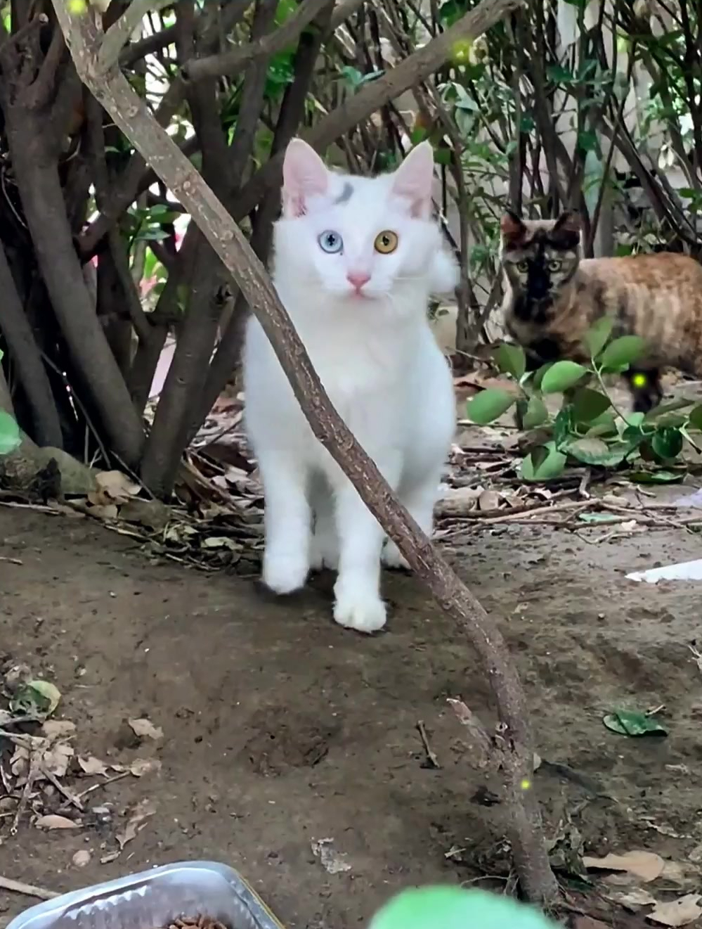 小姐姐喂流浪猫时,遇到一只,"异瞳月牙猫"!-度小视