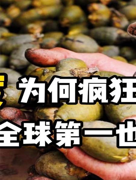 印度口腔癌全球第一,为何还在疯狂种槟榔?它们到底有啥用?-度小视