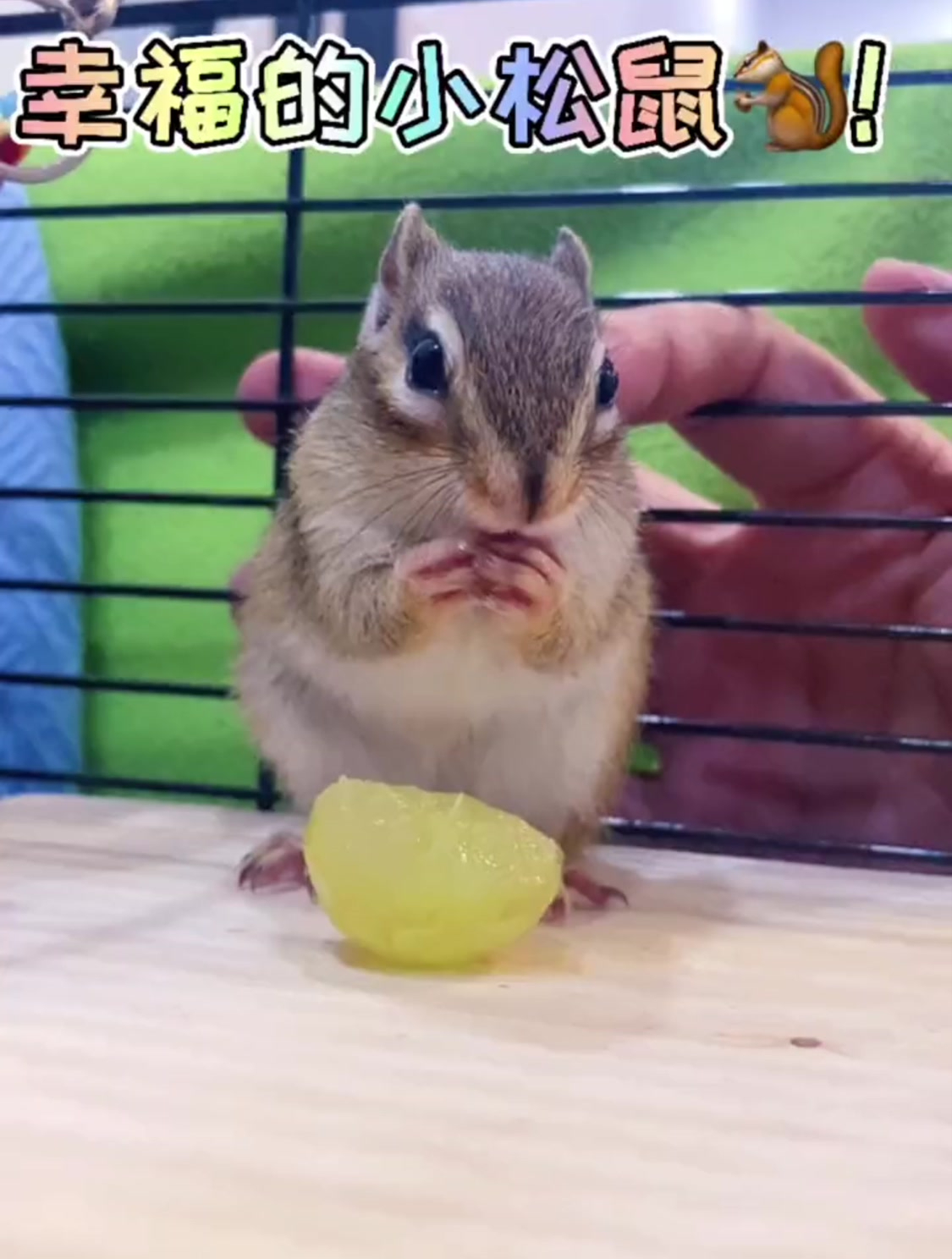 幸福的小松鼠普洱吃葡萄