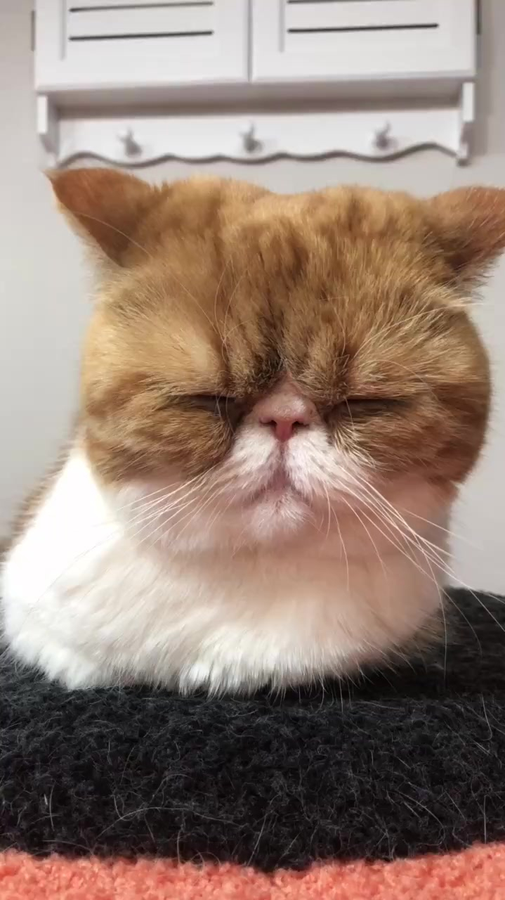 加菲猫人家都快睡着了