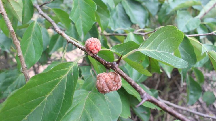 农村带刺的穿破石,人称黄龙退壳,平肝将军,它的价值你知道多少