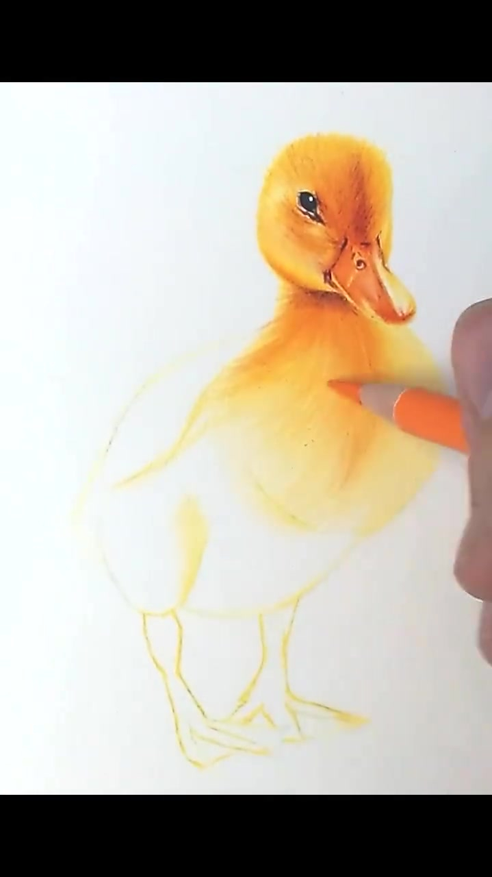 彩铅画,最适合零基础画的小黄鸭