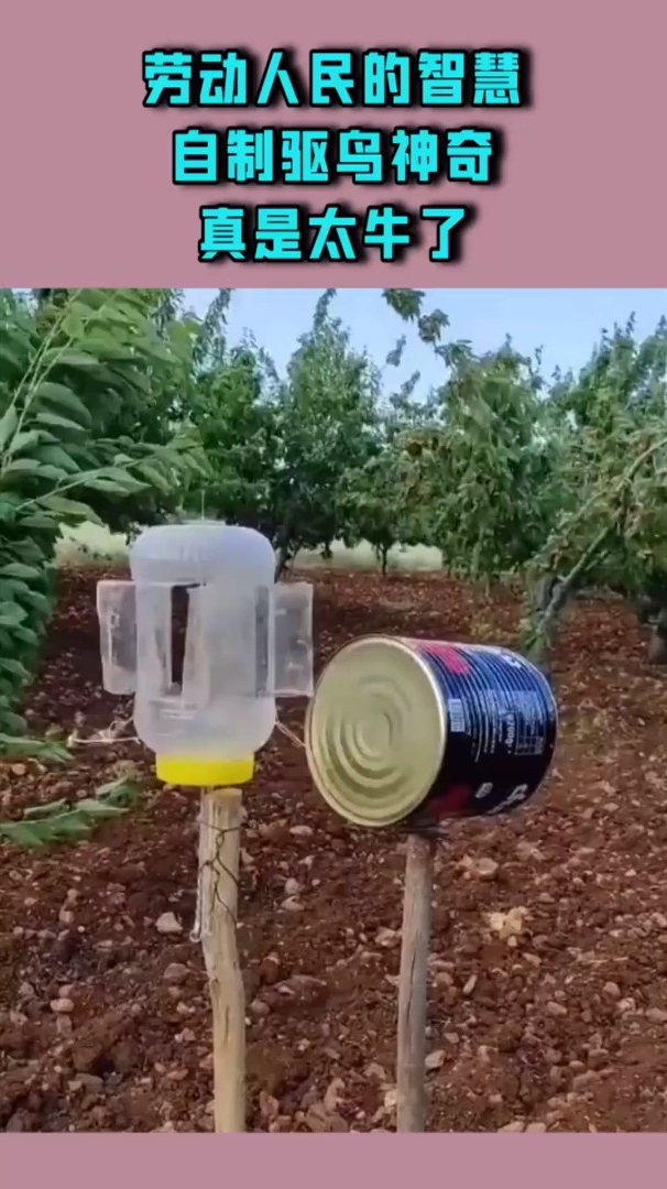 来自劳动人民的智慧,自制驱鸟神器,真是太牛了!