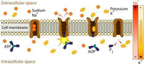 atp合酶进化成氢离子泵逆,是由于向转运蛋白带来的间接结果