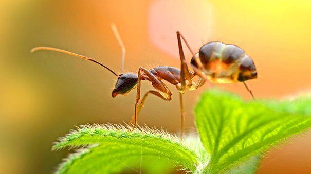 螞蟻屬於二維生物,還是三維生物?兩個證據詮釋答案