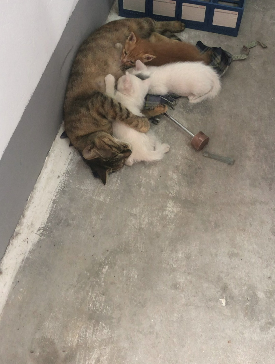 三只小猫喝奶(狸花猫生出一白一橘一奶牛)