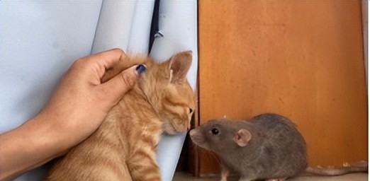 辽宁一老鼠骑在猫身上,主人:鼠曾把猫咬出血过,现在不打架