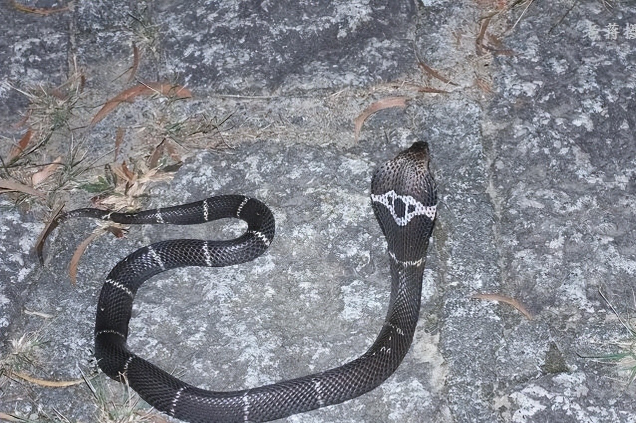 浙江诸暨一座山上频繁出现眼镜蛇,眼镜蛇的频繁出现是否是好事?