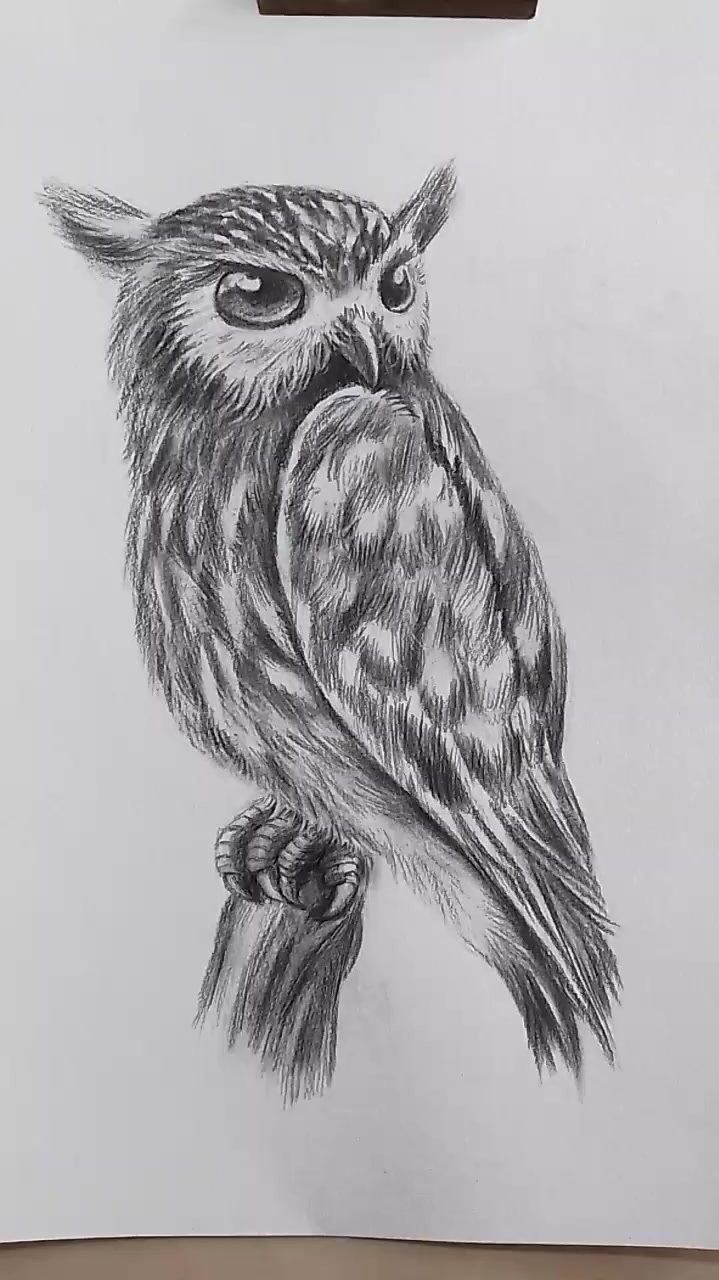 简单易学的素描动物猫头鹰画法-度小视