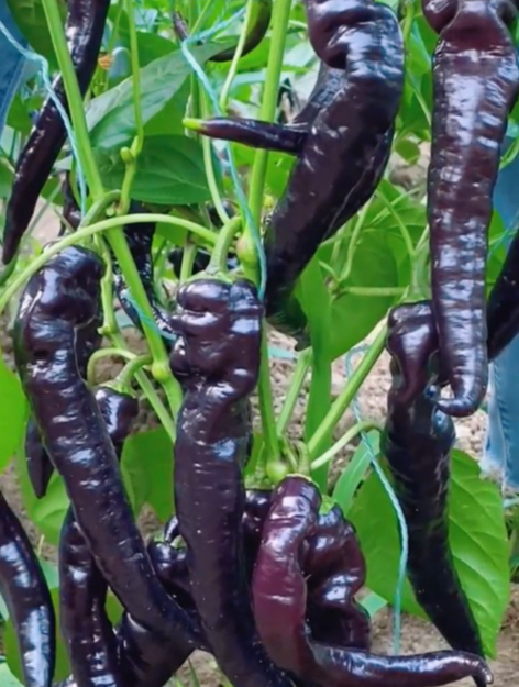 "紫辣椒"对我们眼睛特别好,好吃不上火,肯定还有人不知道!