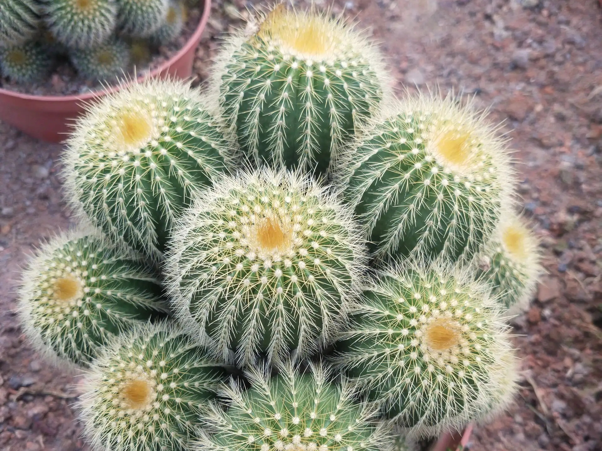 十大最贵仙人球:珍稀品种与收藏价值