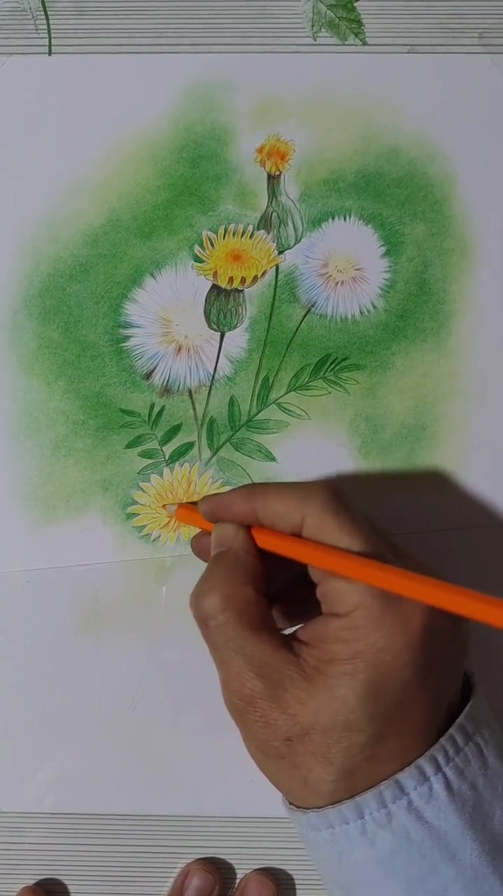 好看的蒲公英来了,彩铅画