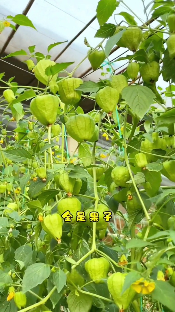 姑娘果你吃过吗?它也有种植技巧,一粒种子就能开爆枝!-度小视