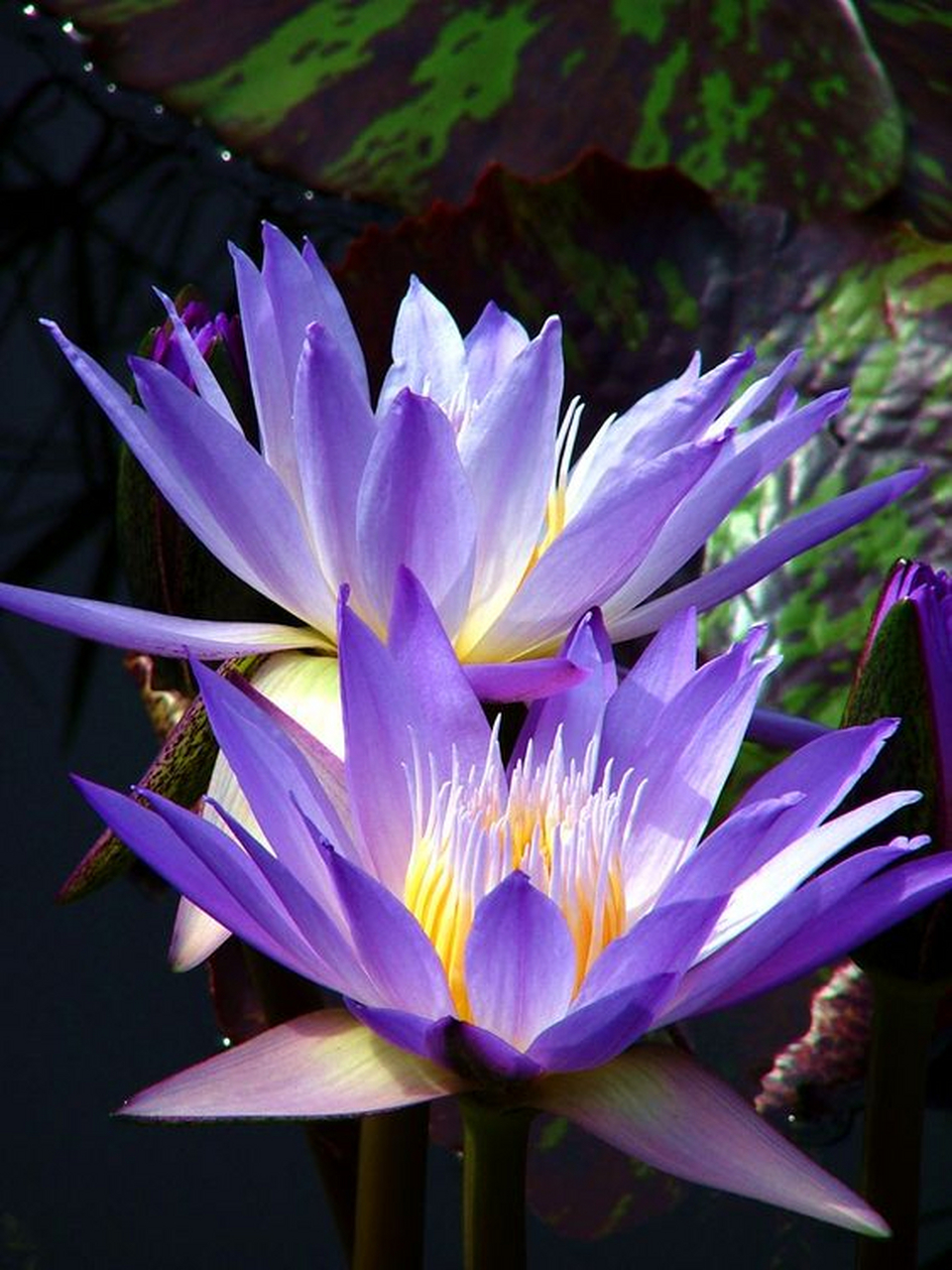 紫色睡莲