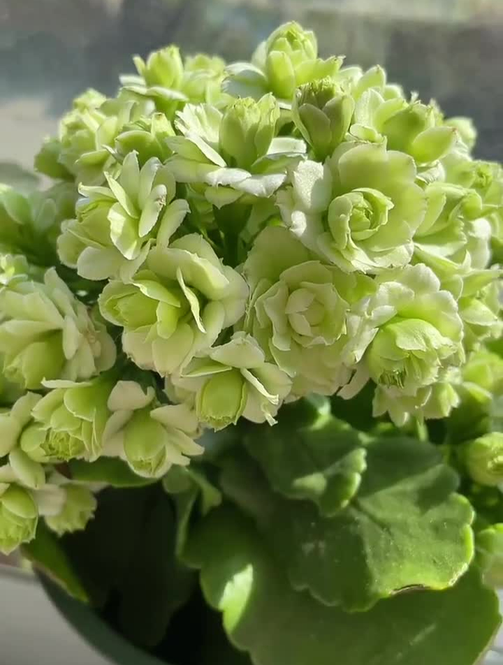 绿长寿花!每日分享小视频