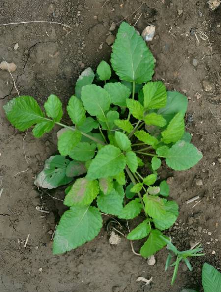 这种野草若你家乡也有,请及时重视,它价值不菲!-度小视