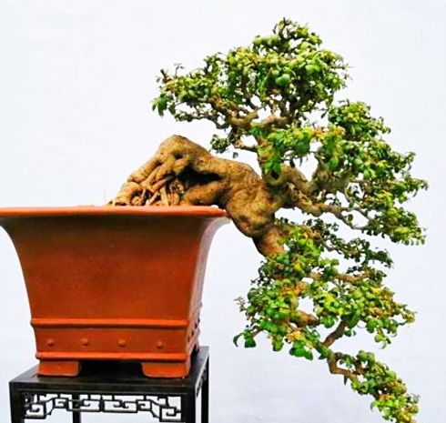 冬青盆景的取材,造型和养护,四季常绿,桩干优美