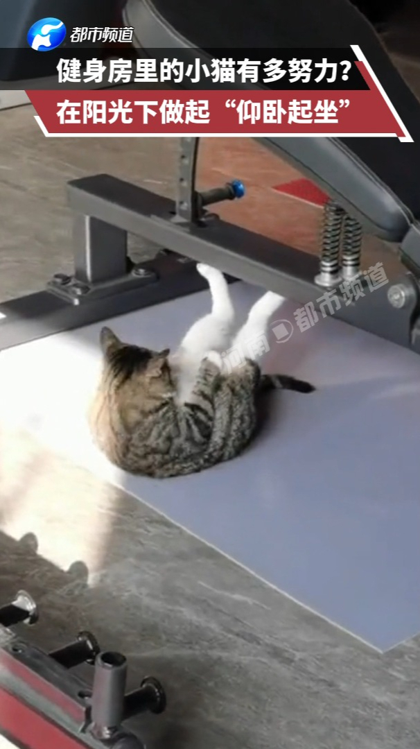 健身房的小猫咪有多努力?阳光下做起"仰卧起坐",自愧不如