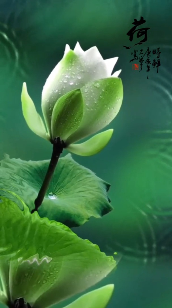 风景欣赏:心有多静,福有多深,人心本无染,心静自然清.荷