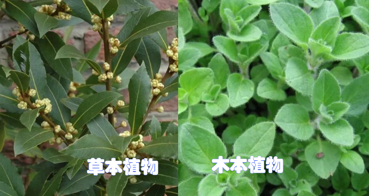 什么是草本植物什么是木本植物