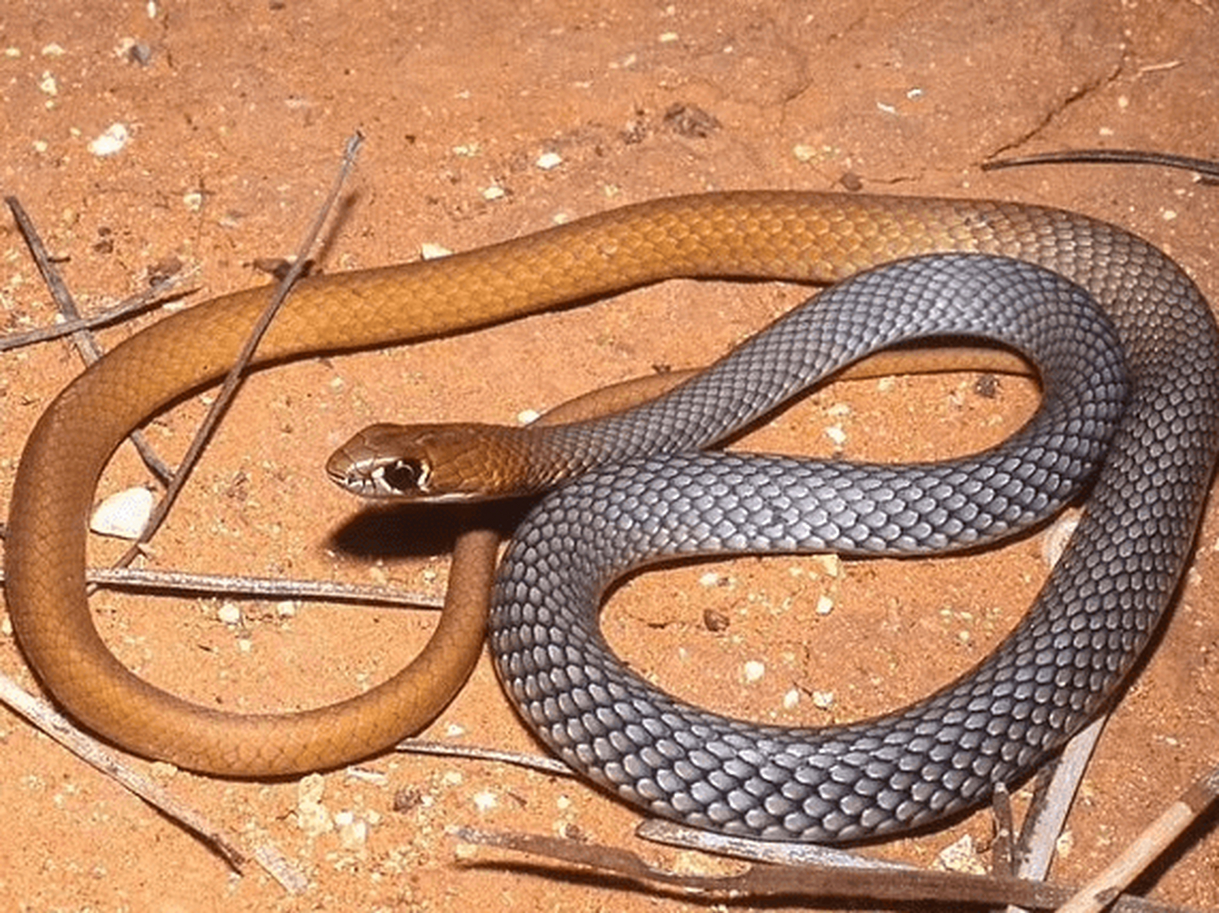 澳大利亚惊现毒蛇新品种"鞭蛇",行动迅速,竟白天出来捕食   一个由