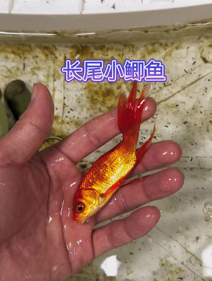 长尾巴的小鲫鱼真好看