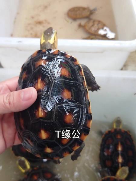 广东市场开市了石金钱龟20一斤还有各种各样宠物乌龟