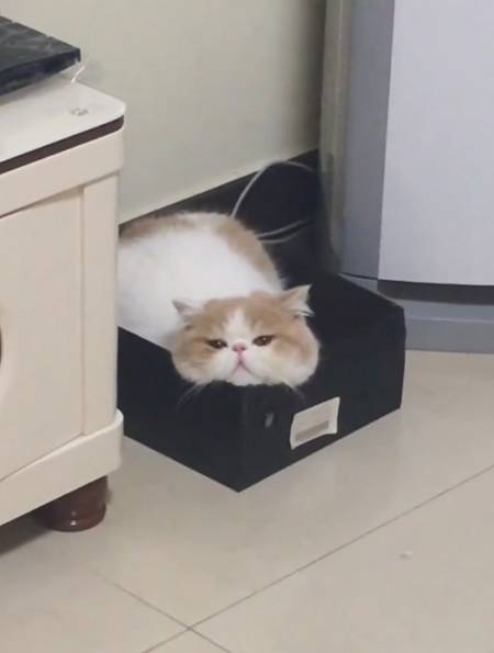 刚刚下楼玩 被小区里的田园猫凶了,回来就一直这样,怀疑猫生-度小视