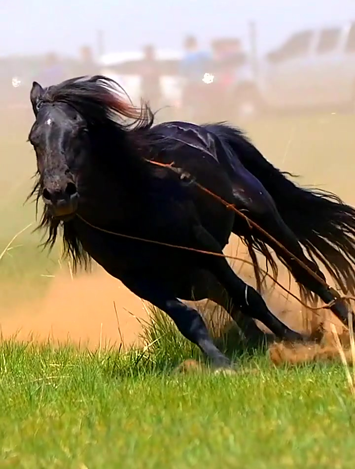 曾经踩踏半个地球的马种——蒙古马,野性蒙古马