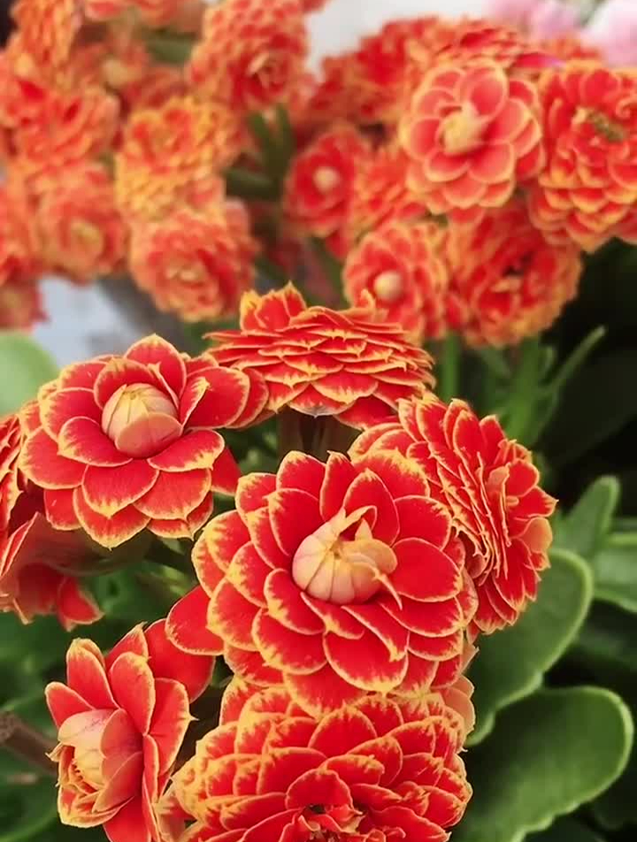 金狐狸长寿花!今日分享