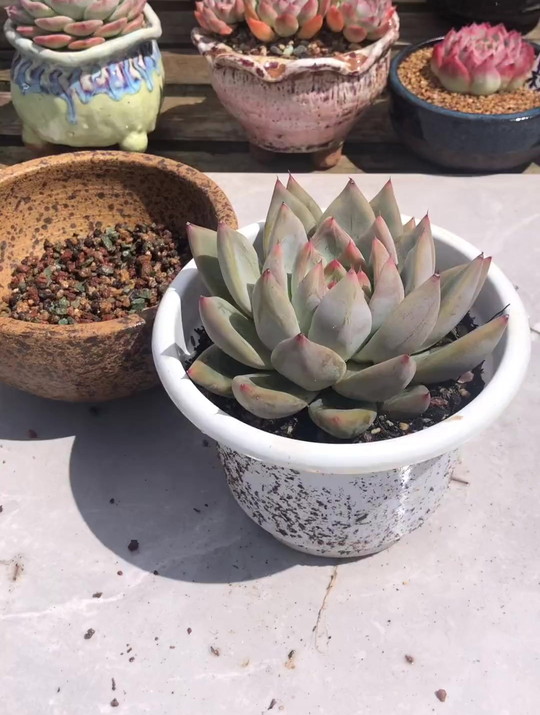 挑战360天每天种一颗多肉品种不重复,圣徒.这个是卖剩下的一颗-度小视