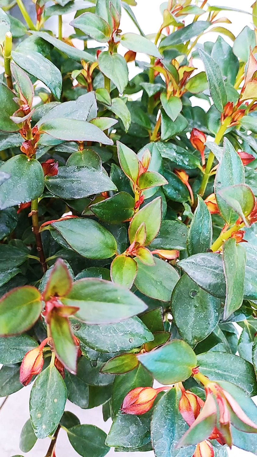 红色金鱼花的养护的注意事项