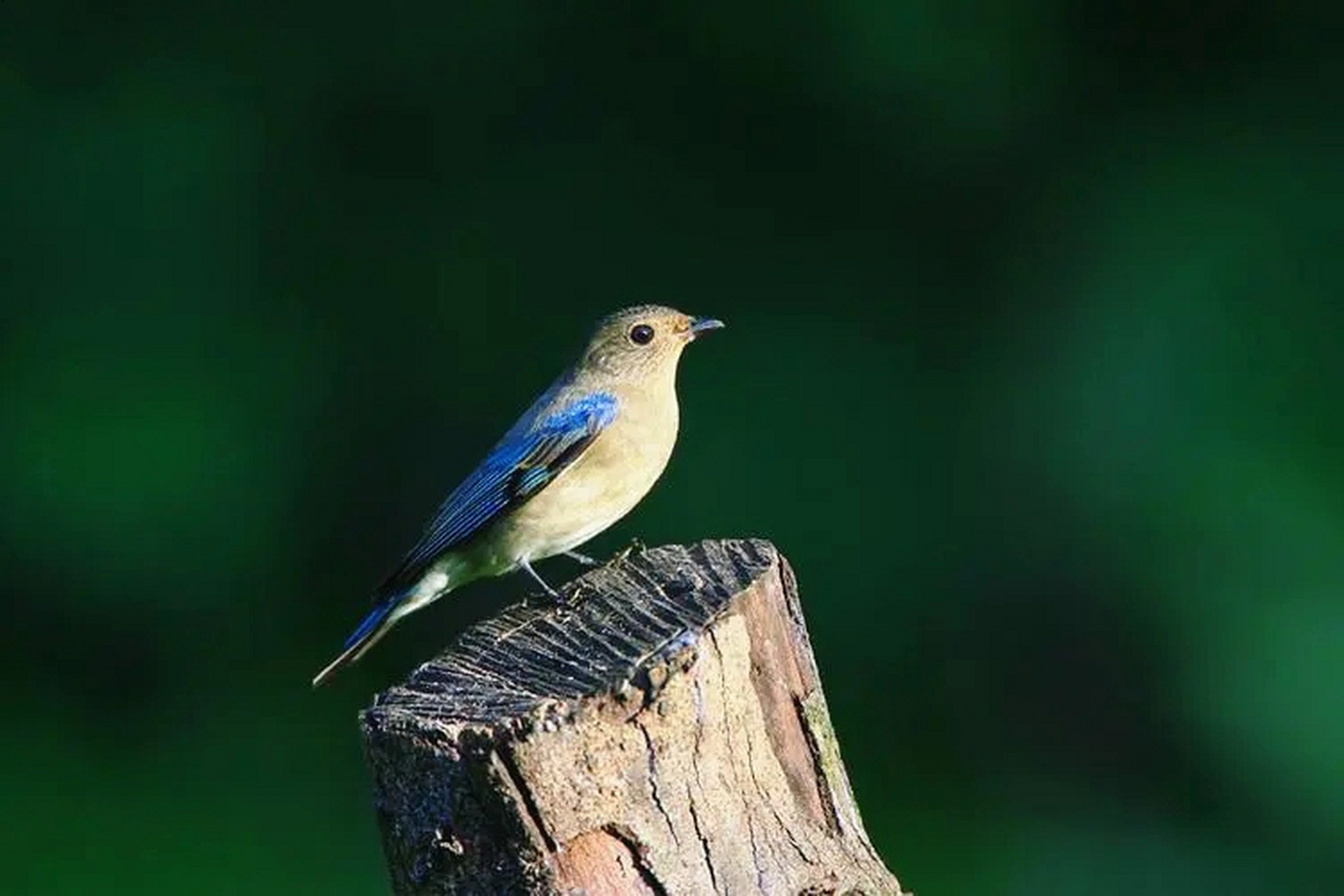 白腹琉璃:这是一种生活在东南亚的鸟类,其身体色彩鲜艳,背部为蓝色