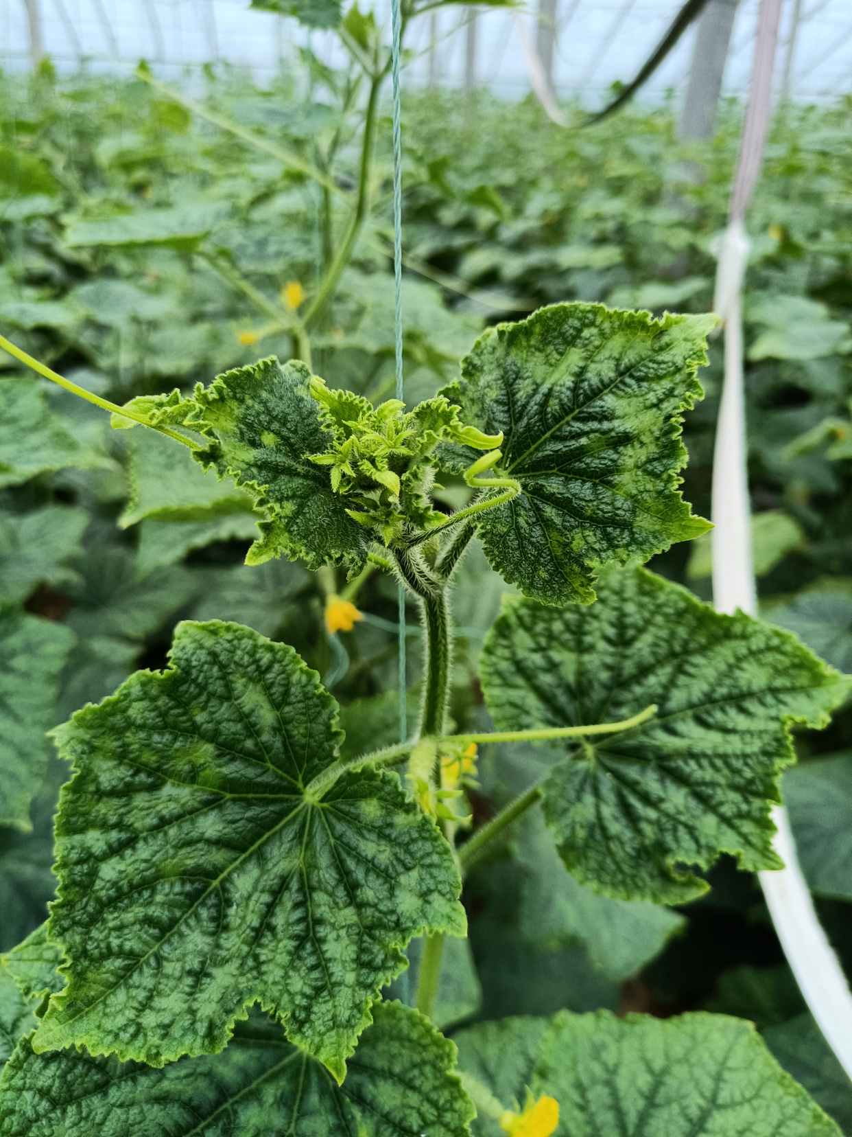 黄瓜,瓜打顶,花打顶