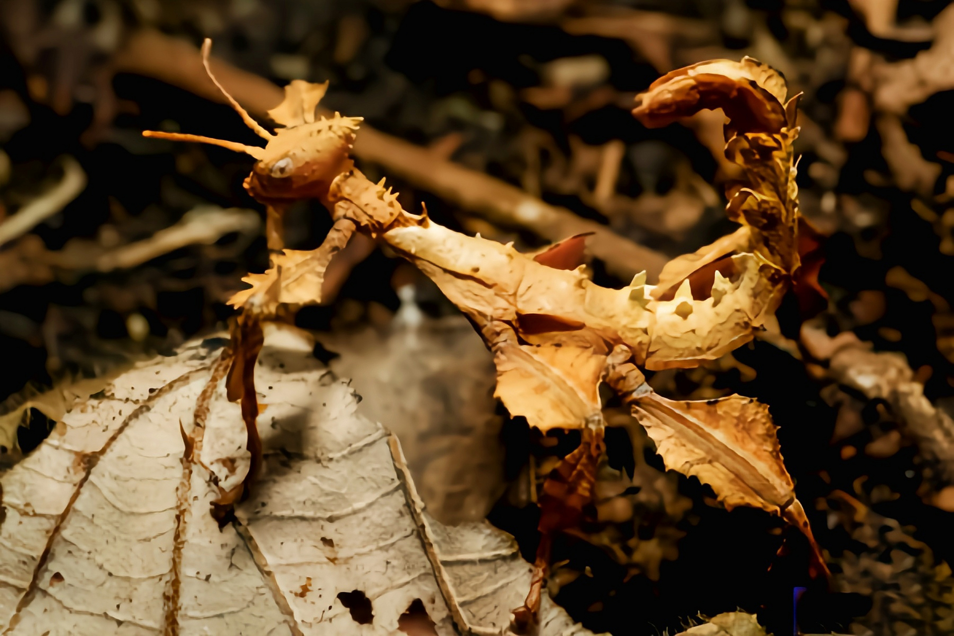 昆虫——幽灵竹节虫 幽灵竹节虫别名巨刺竹节虫 ,澳大利亚幽灵竹节虫