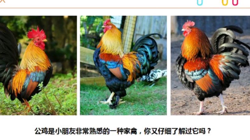 线描——大公鸡与螃蟹