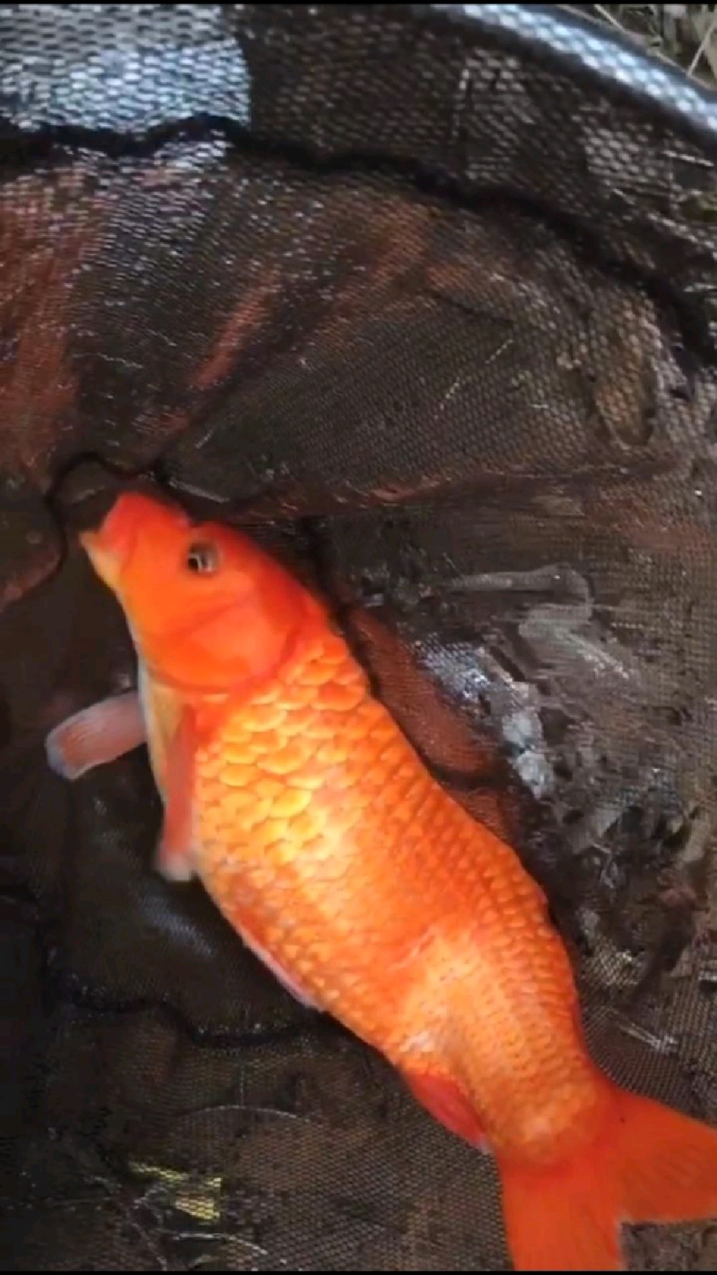 大家说说看,这是彩鲤还是田鱼?