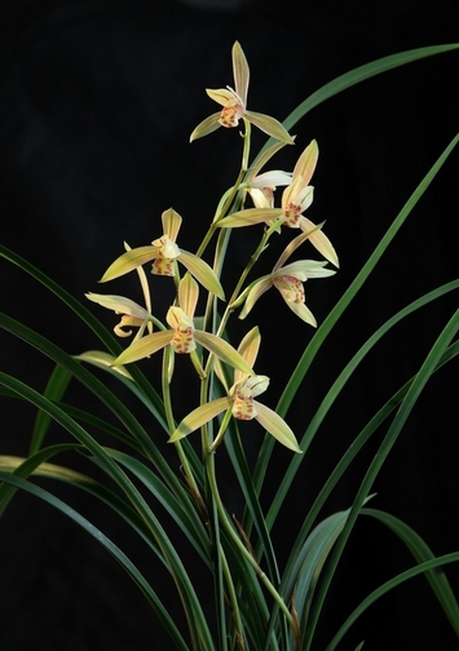 空谷幽兰 隐身空谷着淡装,风姿绰约与悠长.