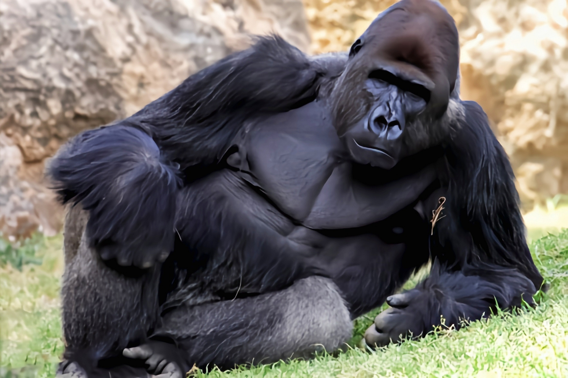 西非黑猩猩图片