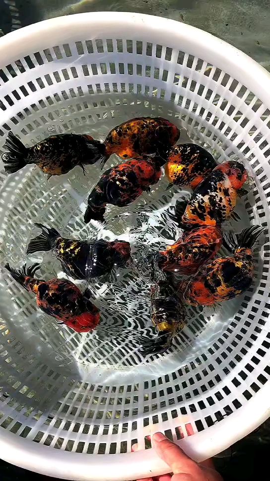 大体虎纹兰寿.花虎纹