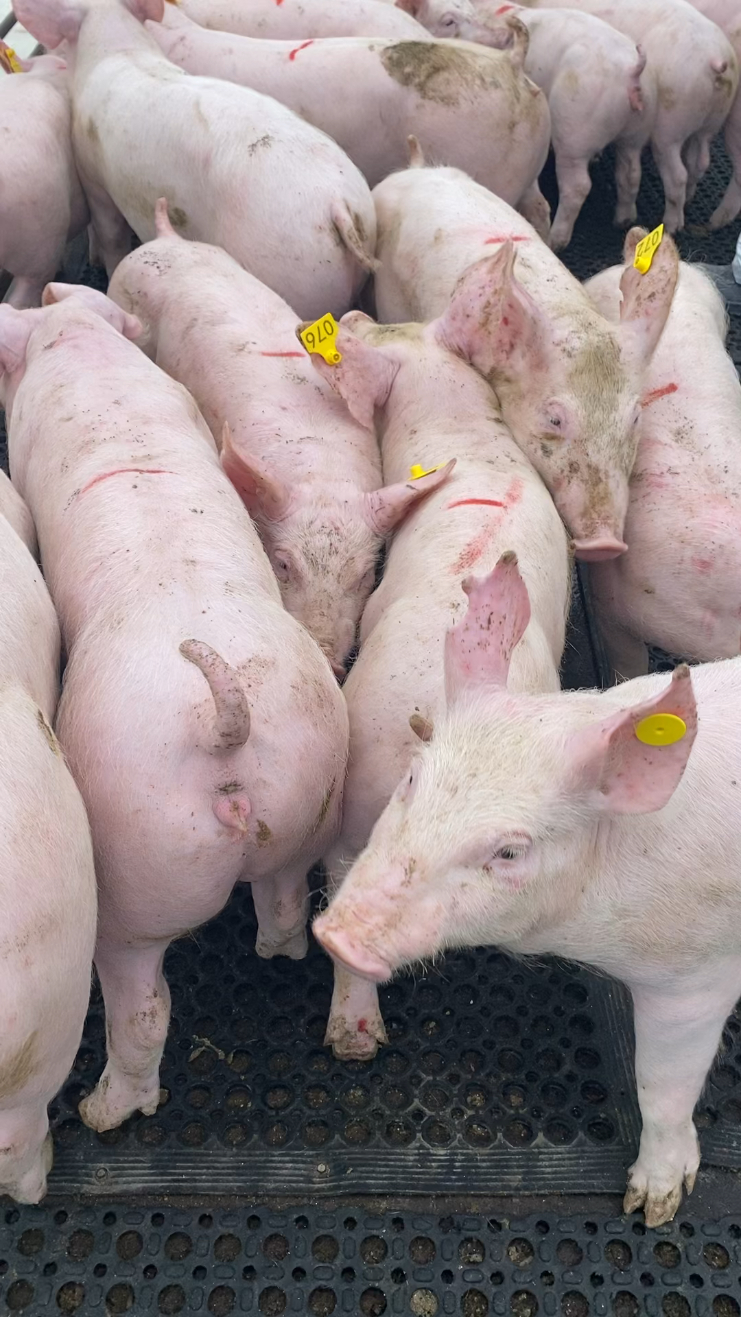 给本地客户挑选一车新美系二元母猪,全部按客户要求来挑选的.