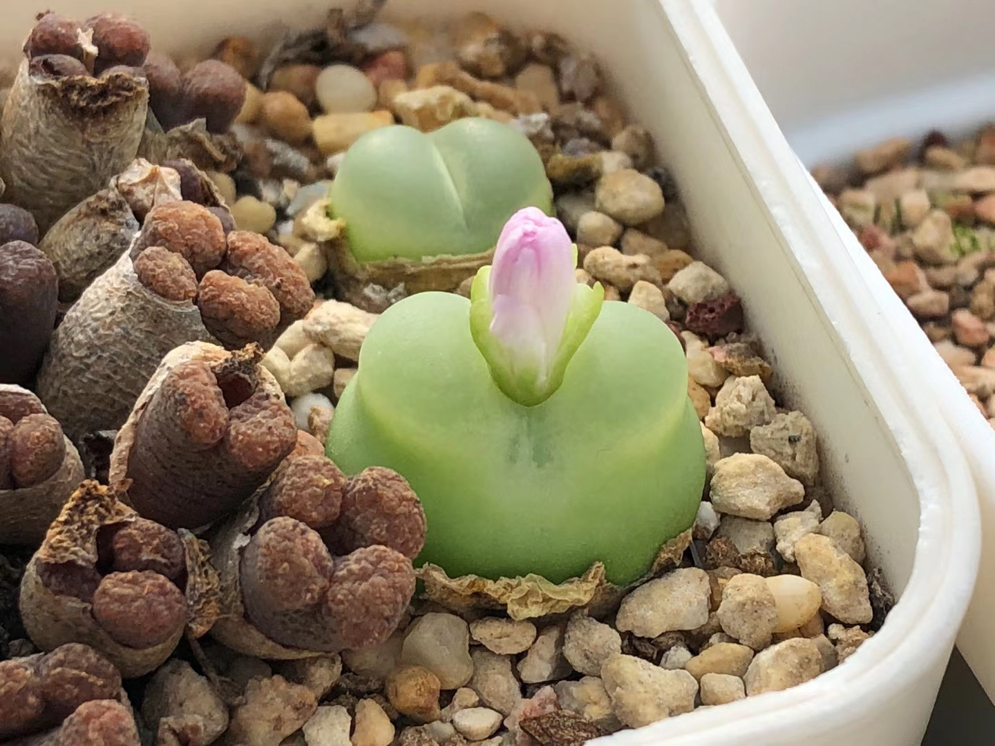 多肉植物肉锥花之拉登