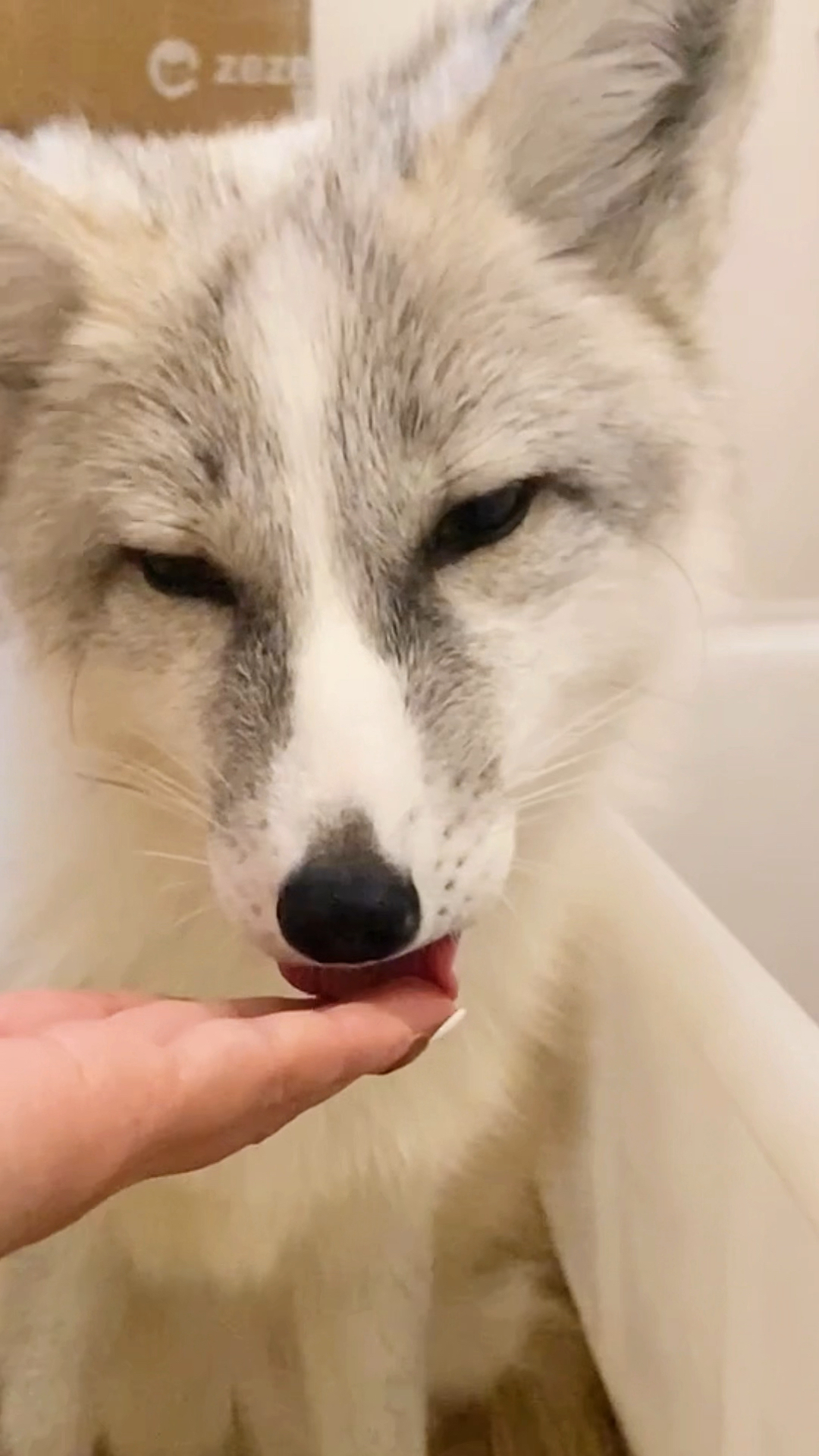 狐狸太会诱惑人了最后竟然还含着手指含情脉脉看着你