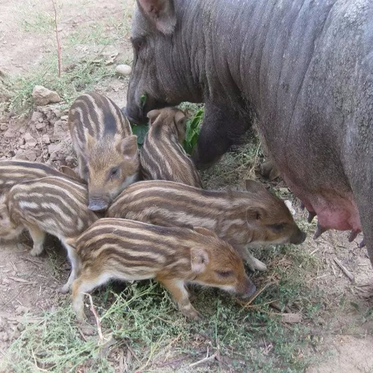 陕西20万头野猪泛滥成灾,毁坏农作物导致当地农民收入下降,引起人猪