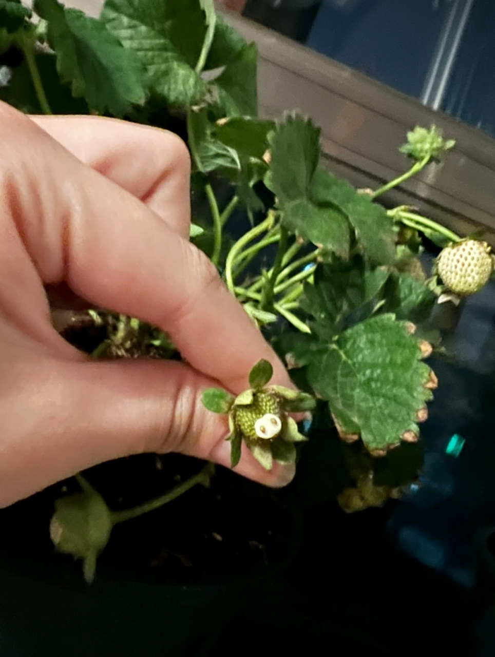 网友:这是正常人能种出来的草莓么?授粉是有多不均匀,才能长成这样!