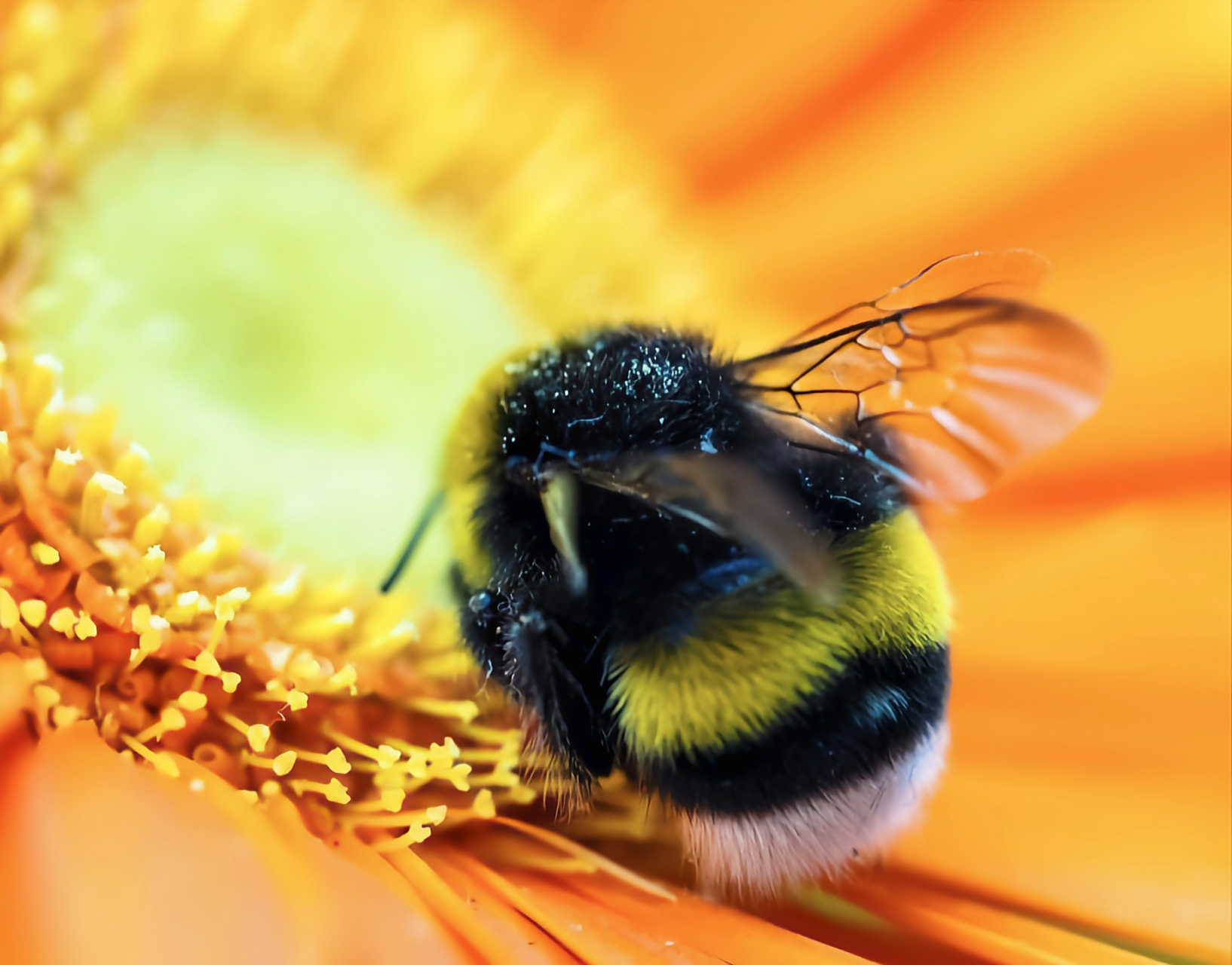 每天认识一种昆虫——熊蜂 熊蜂是膜翅目,蜜蜂科,熊蜂属昆虫,广泛分布